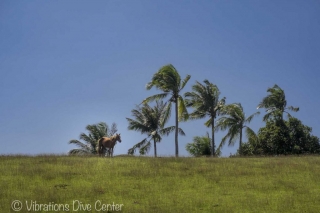 Cheval sur les collines de l'île de Carabao, Romblon