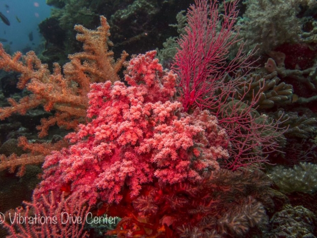 Coral Rojo