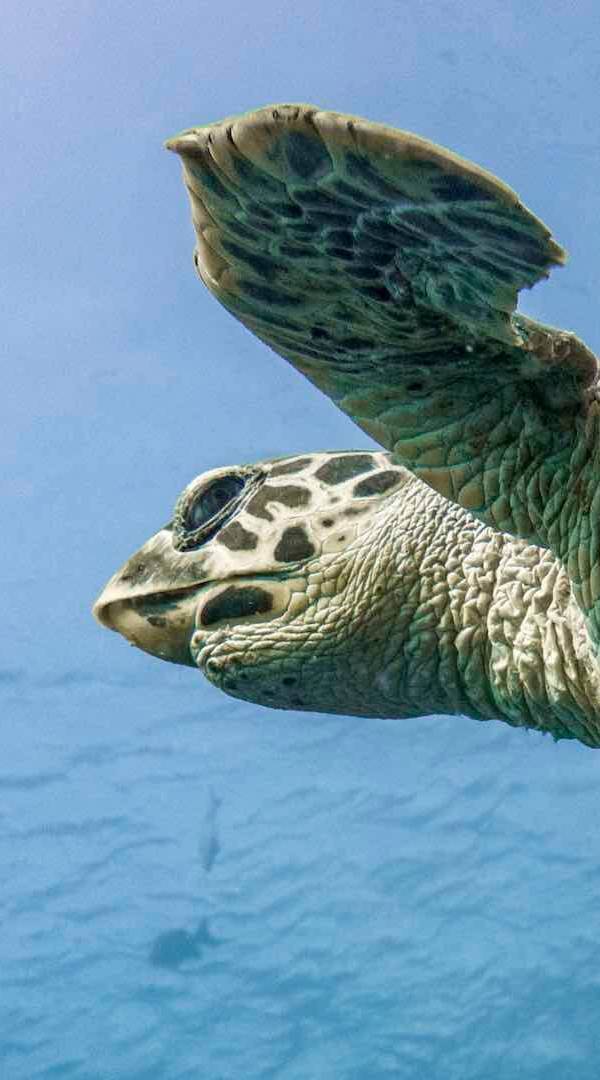 Sea turtle in the Philippines.