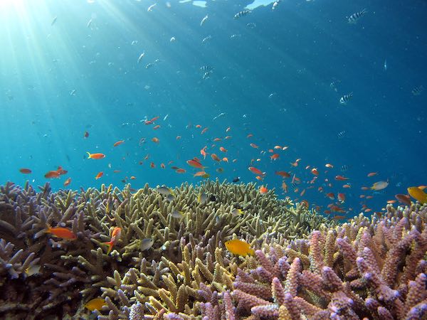 salvemos el arrecife especialidad proteccion de corales PADI