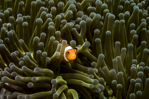 clown fish diving in carabao philippines