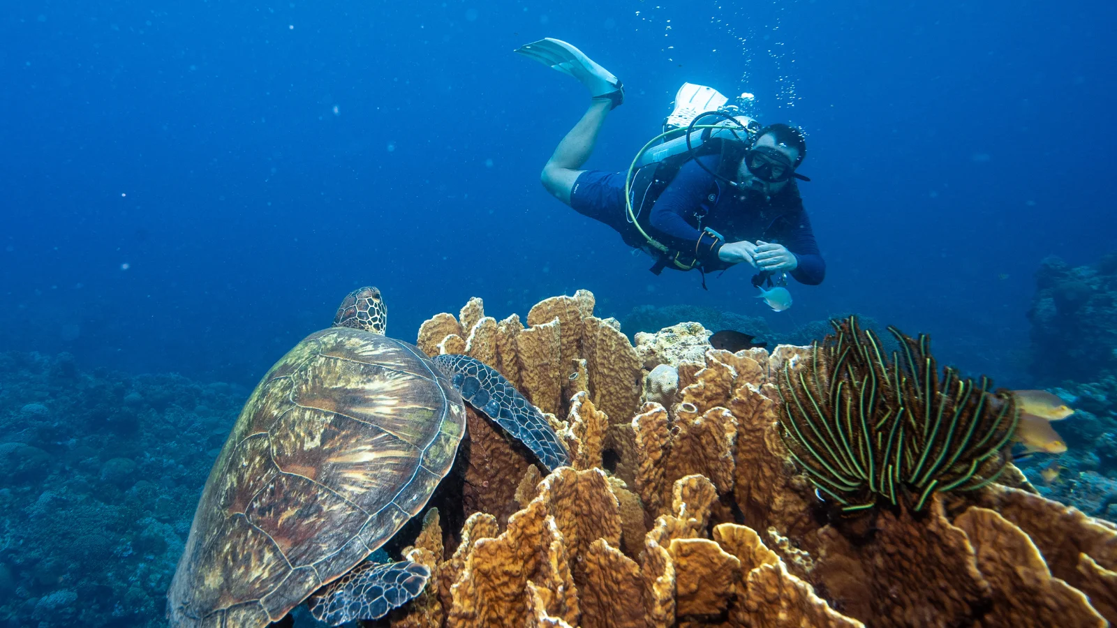Plongeur et tortue au-dessus du récif de Coral Garden à Siquijor