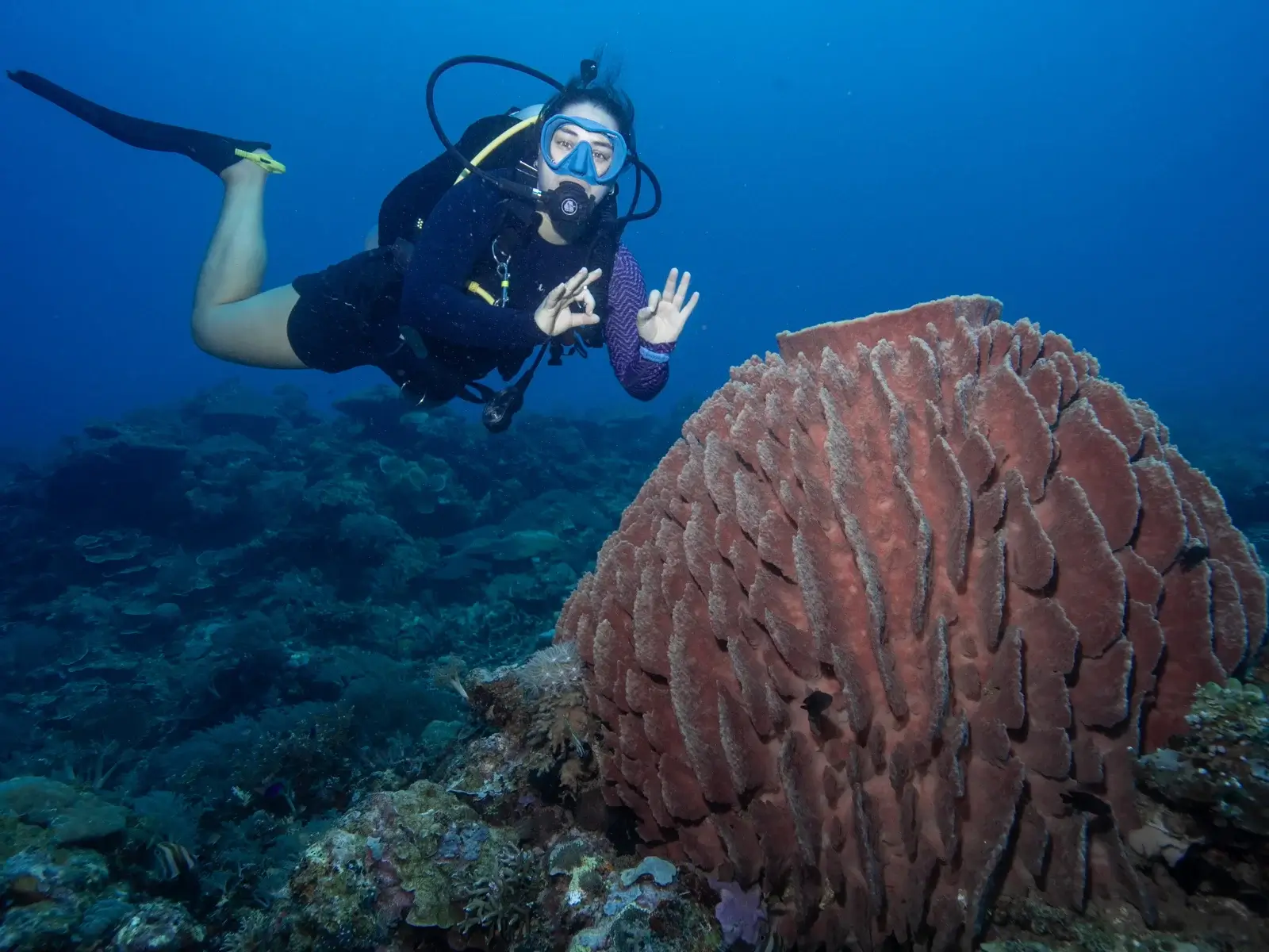 Plongeur près d’une éponge barrique à Siquijor Un plongeur près d’une grande éponge barrique sur un récif de Siquijor.