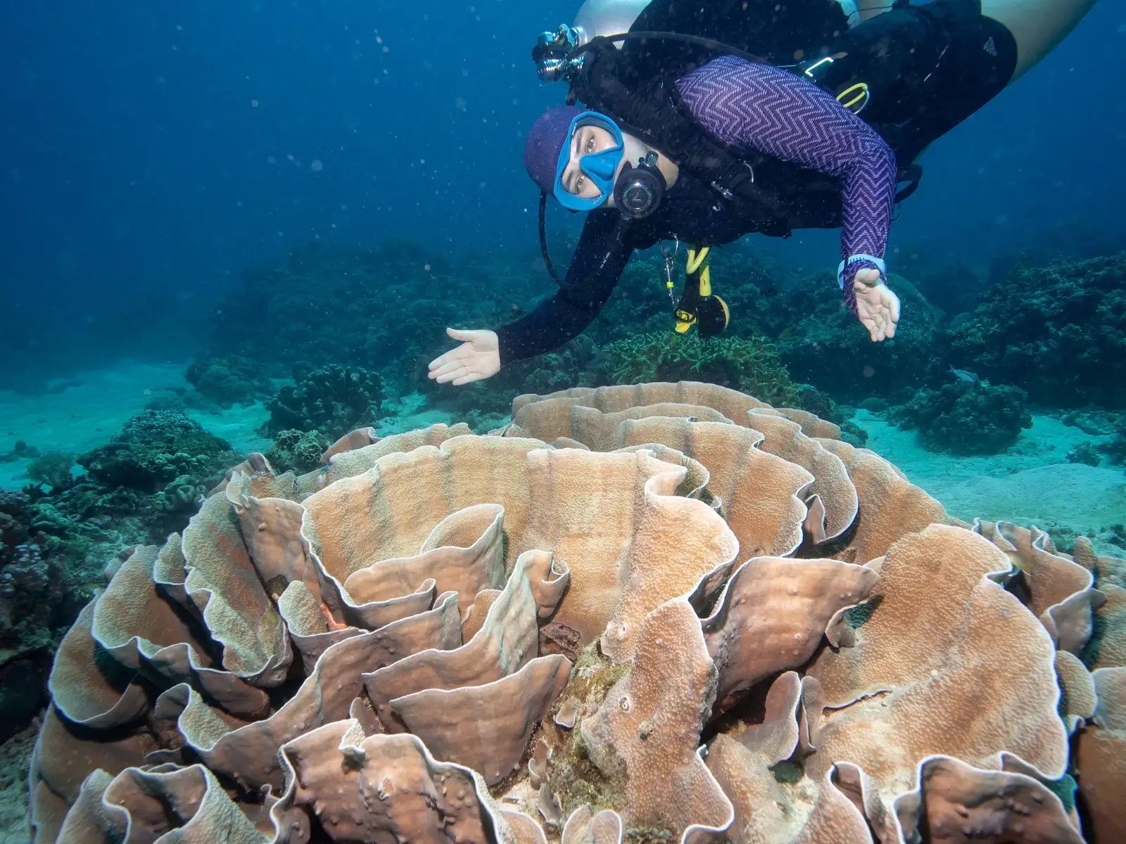 Plongée au-dessus des jardins de corail de Siquijor Un plongeur explore des formations coralliennes colorées à Siquijor.
