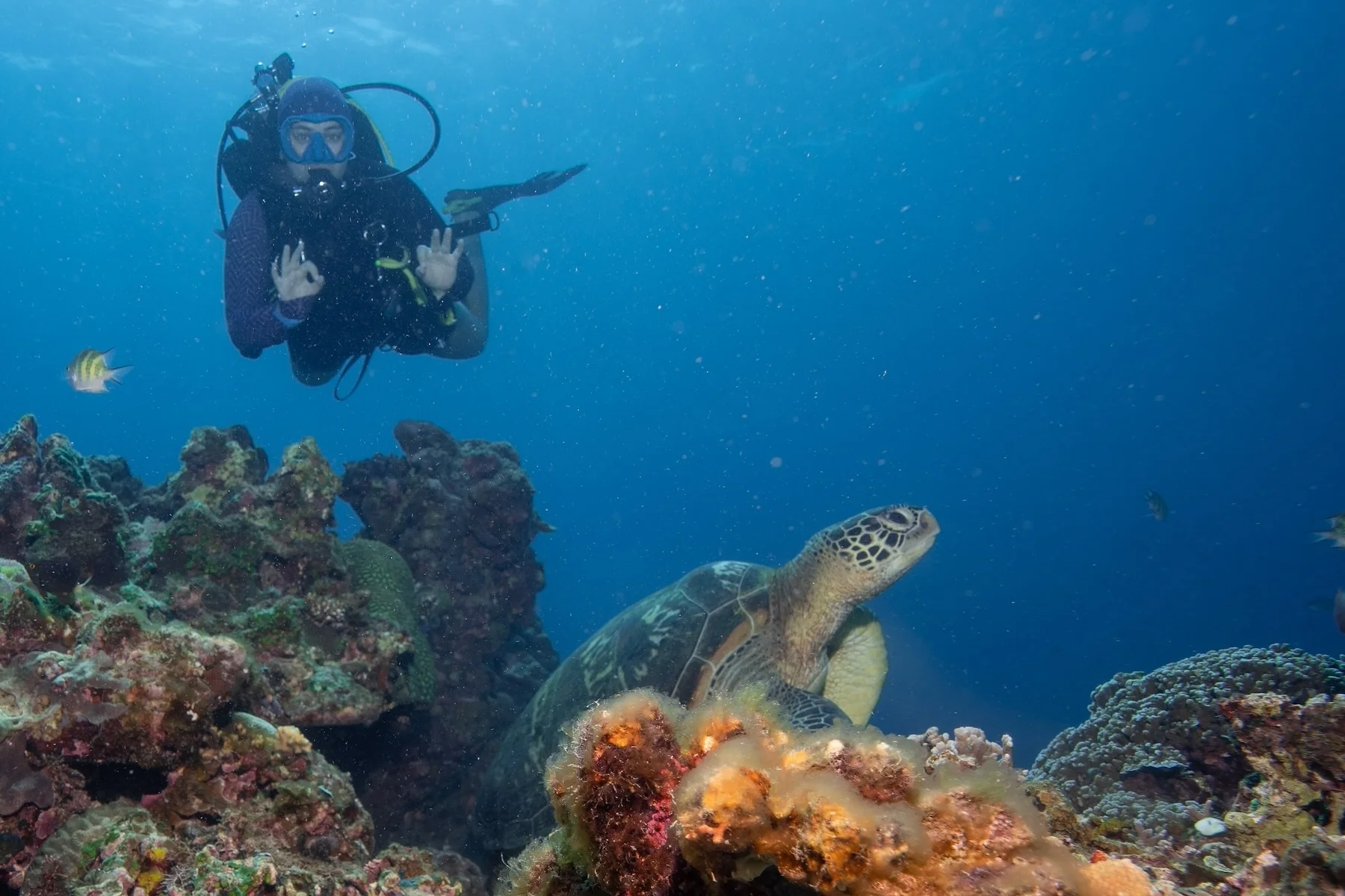 Un buceador y una tortuga en Siquijor.