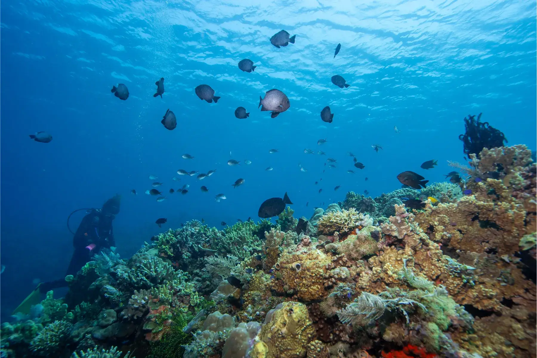 Healthy reef in Tubod, Siquijor.
