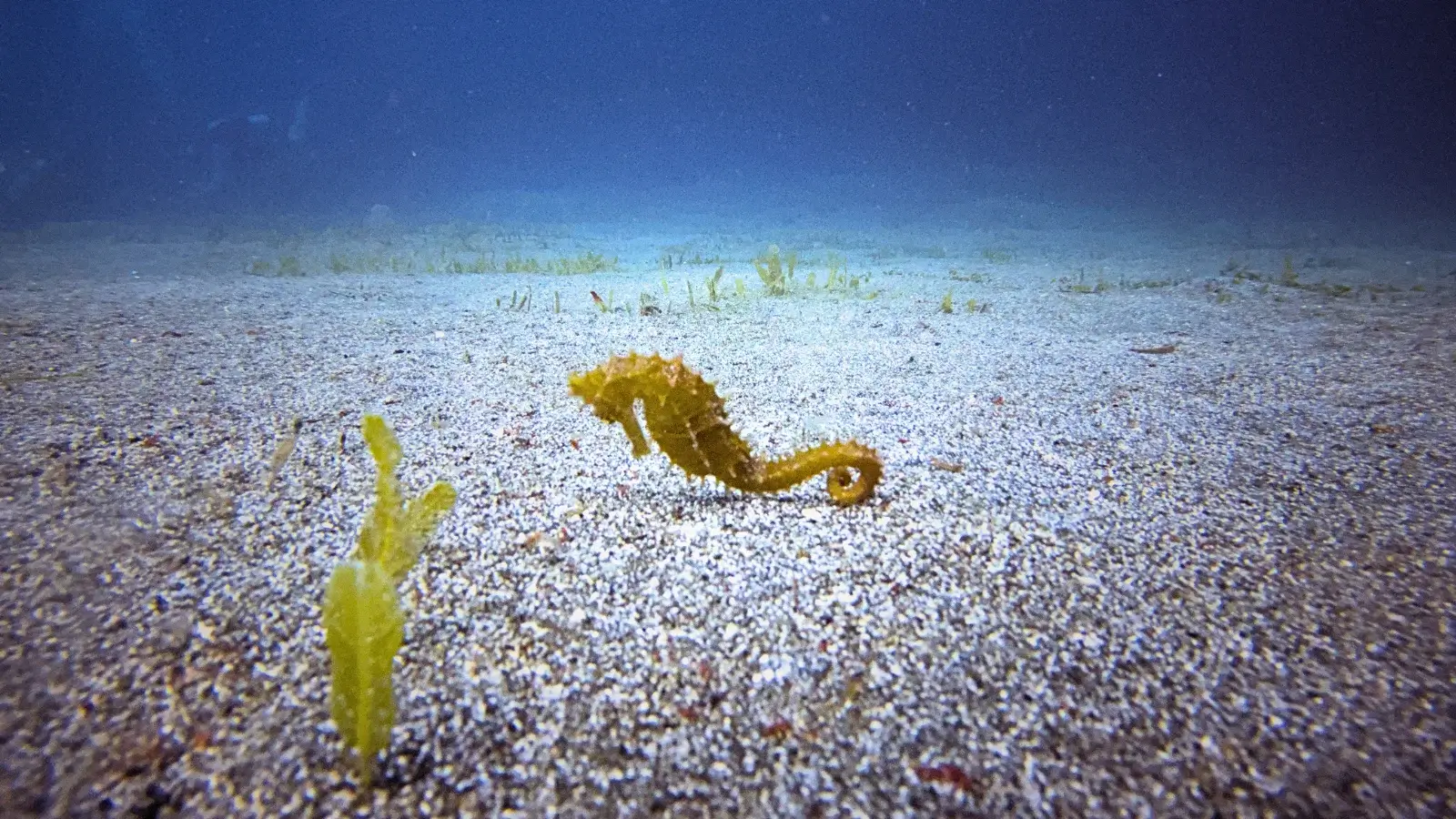Hippocampe sur le fond sableux d’un site de muck diving à Lazi, Siquijor