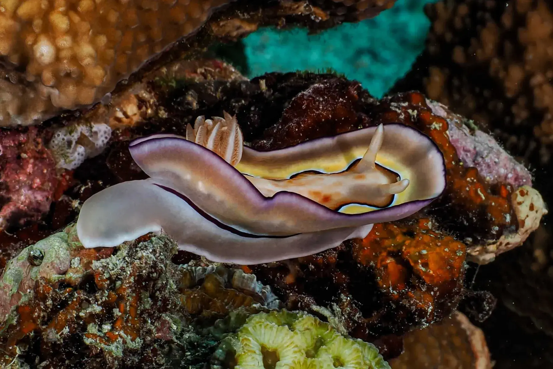 Nudibranch during a macro dive in Siquijor.