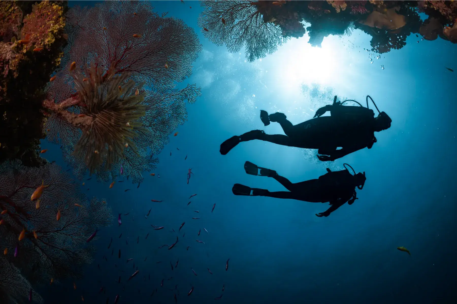 Divers at Paliton Wall in Siquijor.