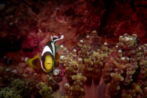 Amphiprion clarkii