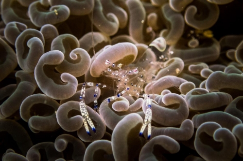 Ancyclomenes venustus