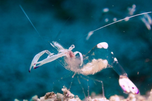 Ancylomenes magnificus