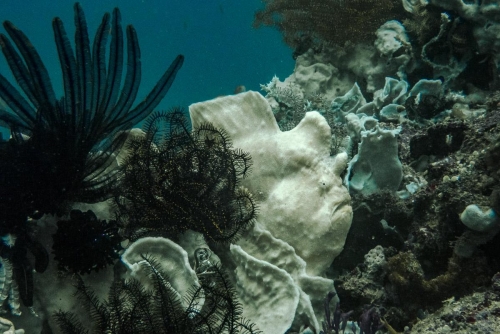 Antennarius commerson