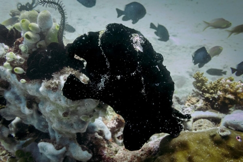 Antennarius commerson