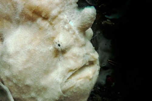 Antennarius commerson