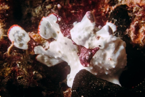 Antennarius maculatus