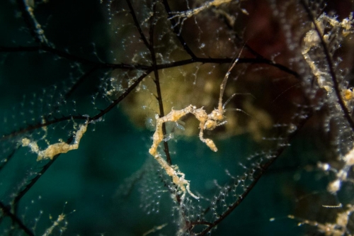 Caprella spp