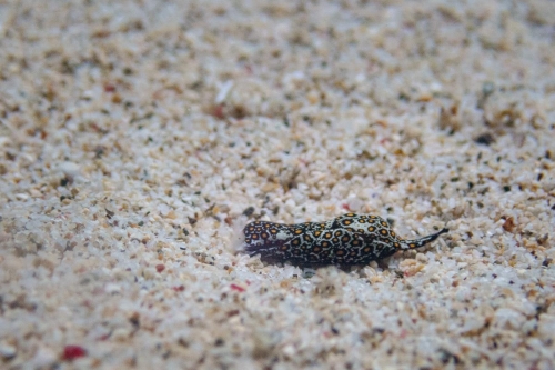 Chelidonura sandrana