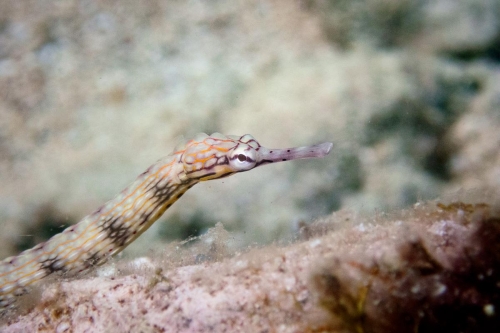 Chorythoichthys haematopterus
