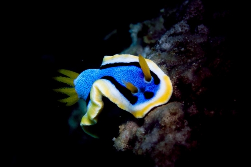 Chromodoris annae