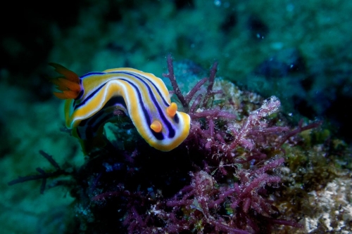 Chromodoris colemani