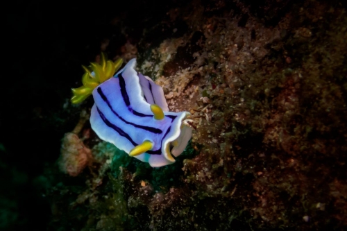 Chromodoris elisabethina
