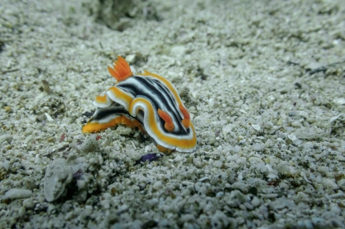 Chromodoris magnifica