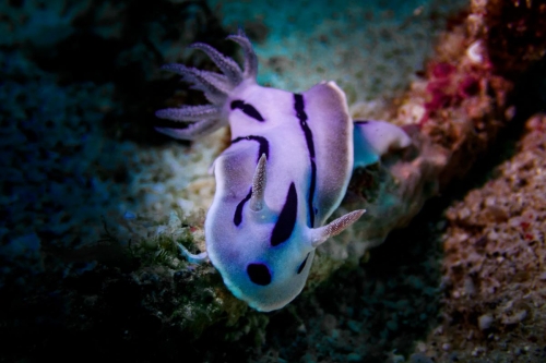 Chromodoris willani