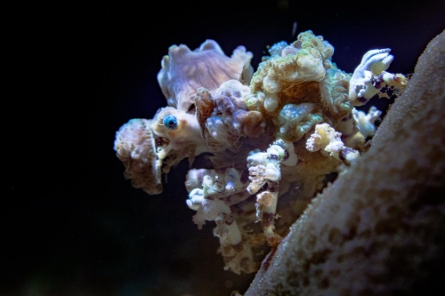 Cyclocoeloma tuberculata