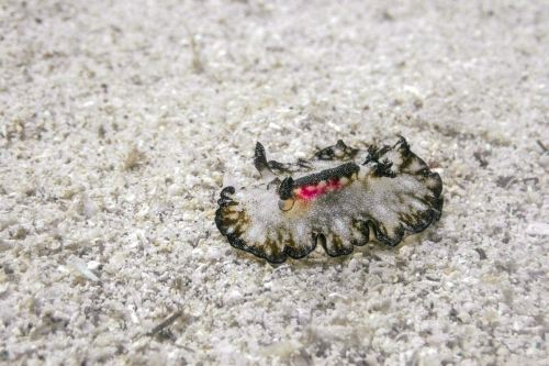 Discodoris boholiensis