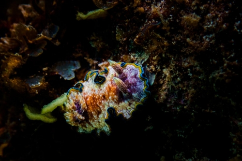 Glossodoris acosti