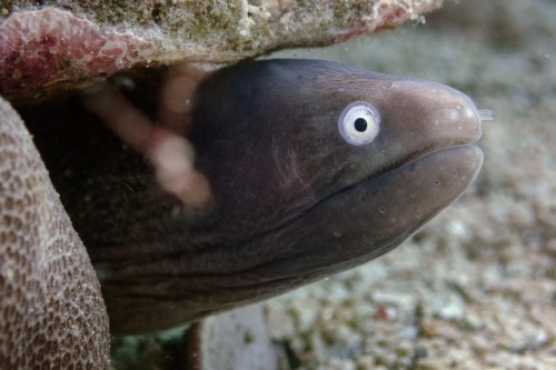 Gymnothorax thyrsoideus