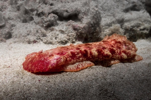 Hexabranchus sanguineus