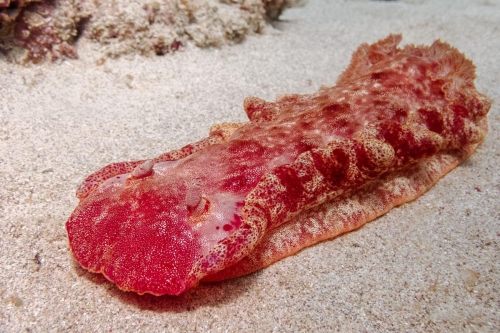 Hexabranchus sanguineus