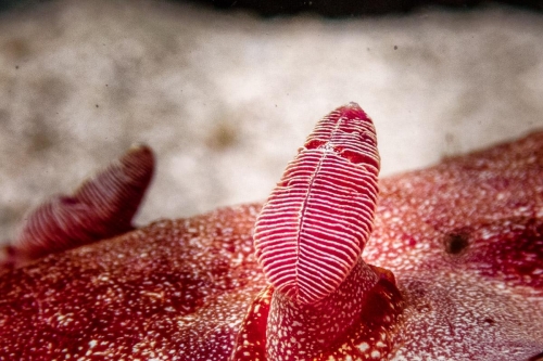 Hexabranchus sanguineus - rhinophore