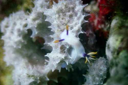 Hypseldoris bullocki