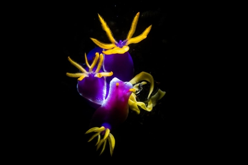 Hypselodoris apolegma