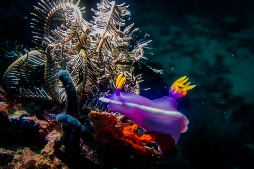 Hypselodoris apolegma