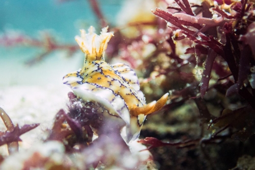Hypselodoris krakatoa