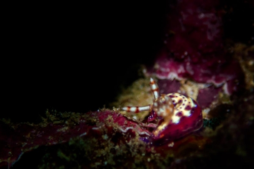 Hypselodoris maculosa
