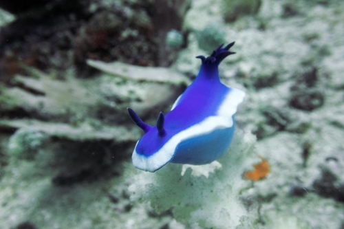 Hypselodoris violacea