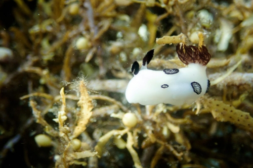 Jorunna funebris
