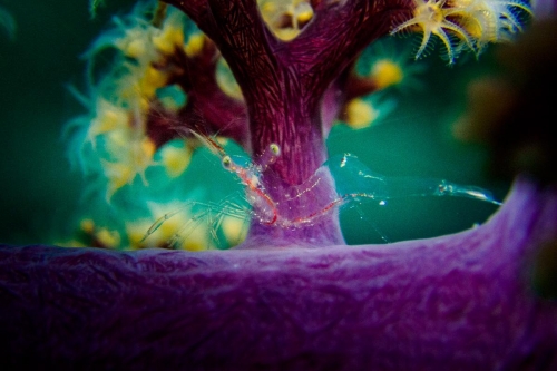 Manipontonia psamathe