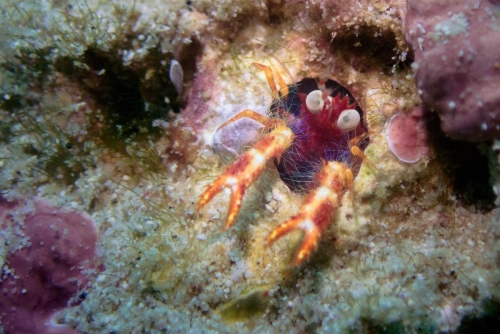 Munida olivarae
