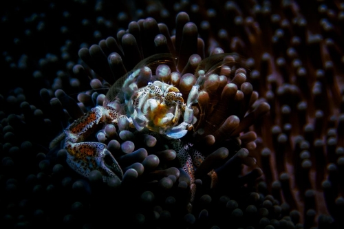 Neopetrolisthes maculatus