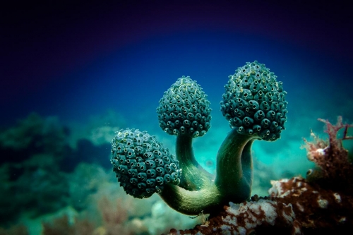 Nephtheis fascicularis