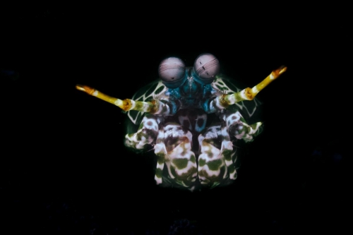 Odontodactylus scyllarus