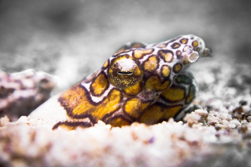 Ophichthus bonaparti