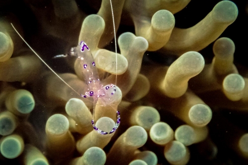 Periclimenes sarasvati