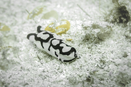 Philinopsis pilsbryi